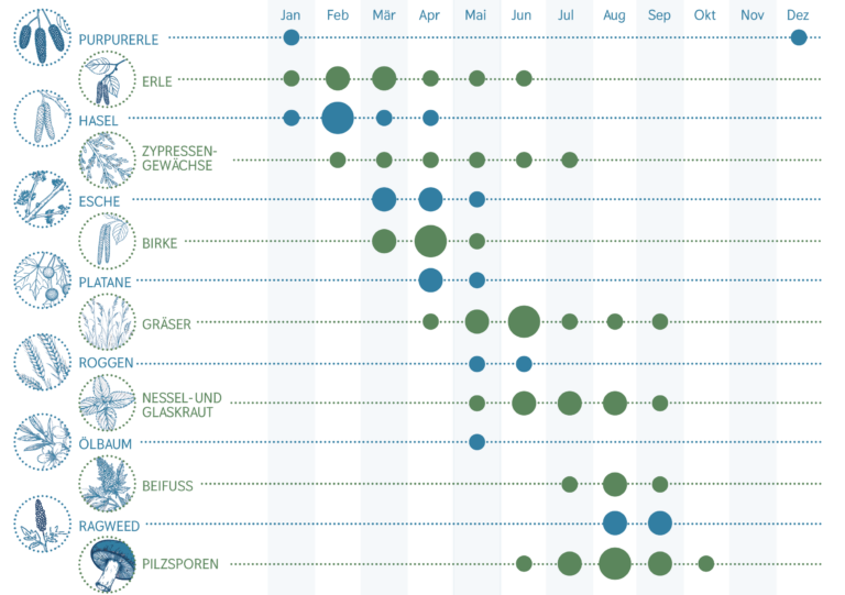 Detaillierter Pollenflugkalender: Purpurerle ist im Januar und Dezember aktiv. Erle blüht von Januar bis Juni mit Spitzenwerten im Februar und März. Hasel von Januar bis April mit Spitze im Februar. Zypressengewächse von Februar bis Juli mit Spitze im Mai. Esche und Birke blühen von März bis Mai mit Hauptbelastung im April. Platane im April und Mai mit Spitze im April. Gräser sind von April bis September aktiv, am stärksten im Juni. Roggen blüht im Mai und Juni. Nessel- und Glaskraut von Mai bis September mit Spitzen von Juni bis August. Ölbaum blüht im Mai. Beifuß von Juli bis September mit Spitze im August. Ragweed im August und September. Pilzsporen treten von Juni bis Oktober auf, mit der höchsten Konzentration im August