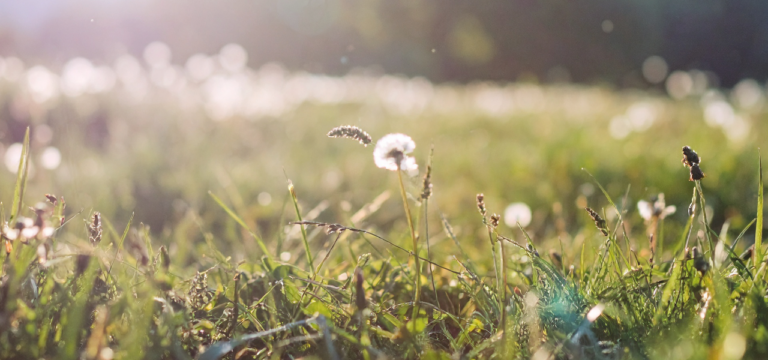 Eine grüne Wiese mit weißen Frühlingsblumen. Im Hintergrund blendet die Sonne